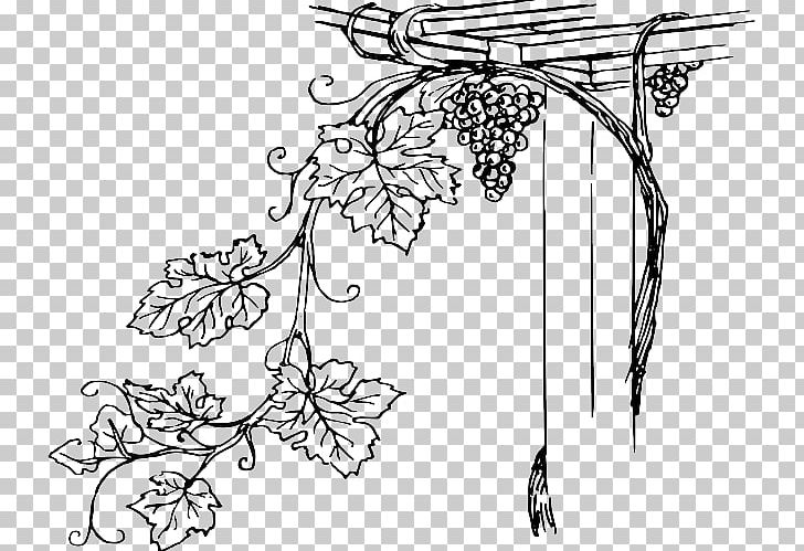 Common Grape Vine Wine Concord Grape PNG, Clipart, Area, Art, Artwork, Black, Black And White Free PNG Download