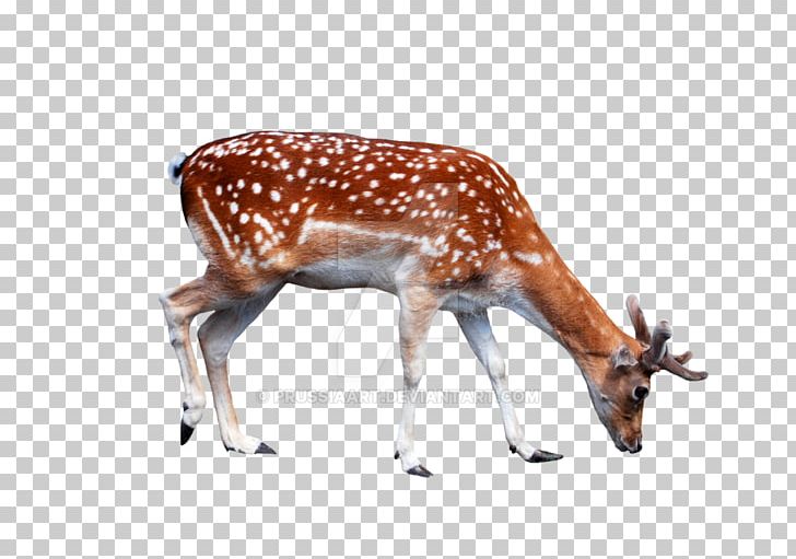 White-tailed Deer Reindeer Antler PNG, Clipart, Animal, Animal Figure, Animals, Antler, Computer Icons Free PNG Download