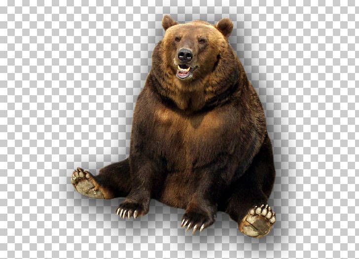 Brown Bear Bull Grizzly Bear PNG, Clipart, Animal, Animals, Bear, Brown Bear, Bull Free PNG Download