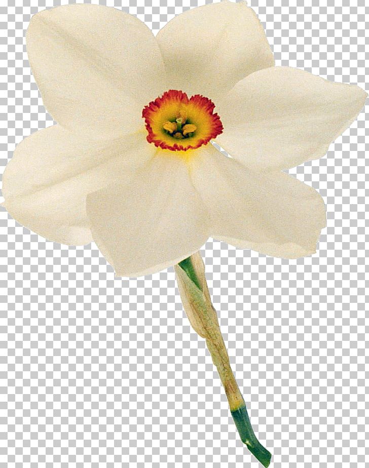 Daffodil Cut Flowers Yellow Color PNG, Clipart, Amaryllis, Amaryllis Family, Bridesmaid, Color, Cut Flowers Free PNG Download