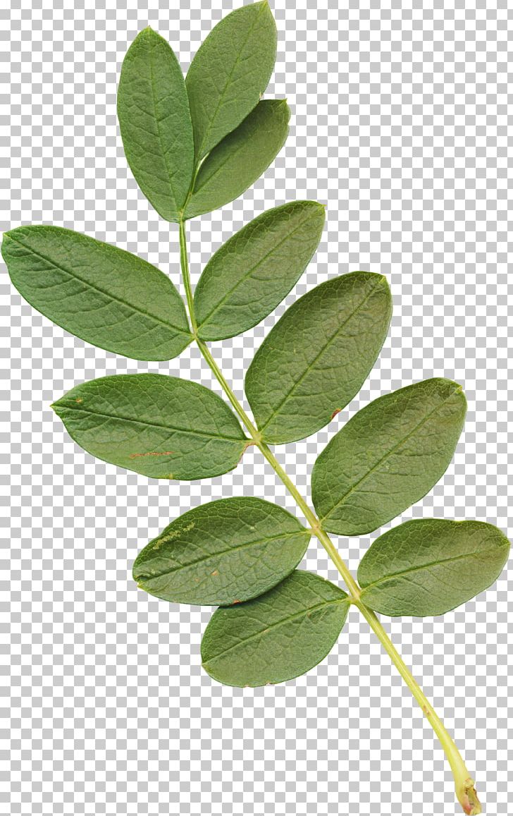 Leaf Plant Stem Acacia PNG, Clipart, Acacia, Branch, Eucalyptus, Eucalyptus Leaves, Flower Free PNG Download