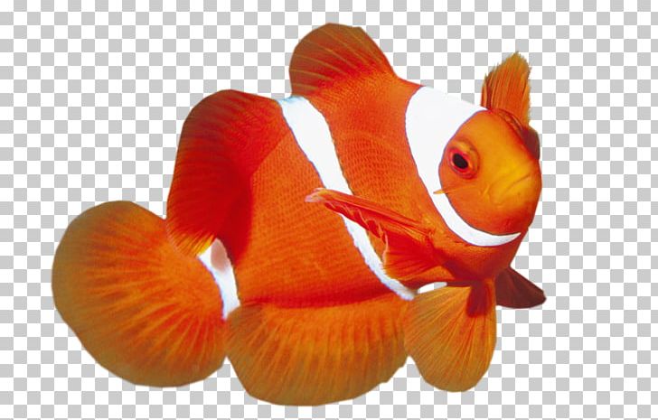 Maroon Clownfish Ocellaris Clownfish Red PNG, Clipart, Animals, Bony Fish, Clarks Anemonefish, Clownfish, Coral Free PNG Download