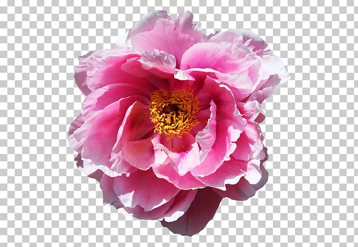 Rose Flower Desktop PNG, Clipart, Annual Plant, Blossom, Cut Flowers, Desktop Wallpaper, Floral Design Free PNG Download