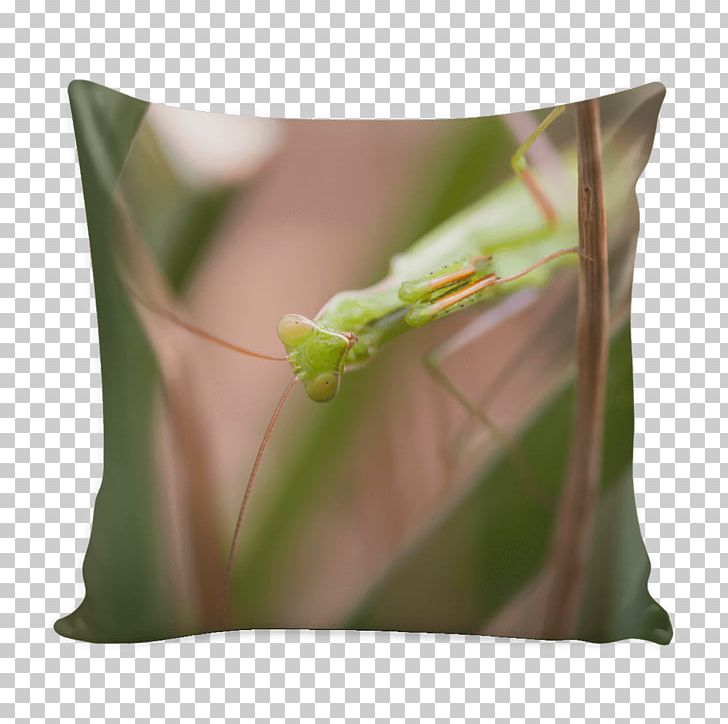 Throw Pillows Cushion Insect Decorative Photo Pillow PNG, Clipart, Bag, Boutique, Centimeter, Clothing Accessories, Cushion Free PNG Download