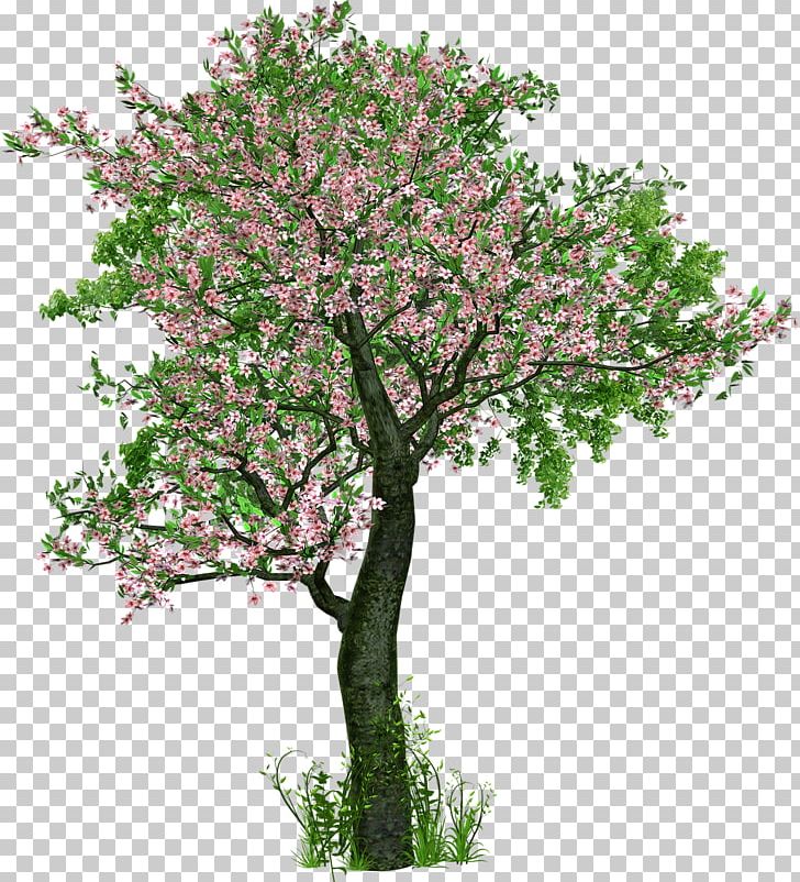Tree Planting Deciduous Branch PNG, Clipart, Arbor Day, Blossom, Branch ...