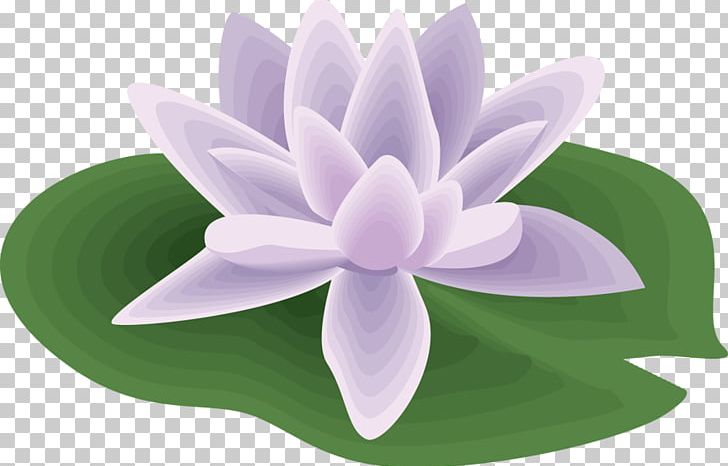 Water Lilies Nelumbo Nucifera PNG, Clipart, Aquatic Plant, Clip Art, Document, Drawing, Easter Lily Free PNG Download