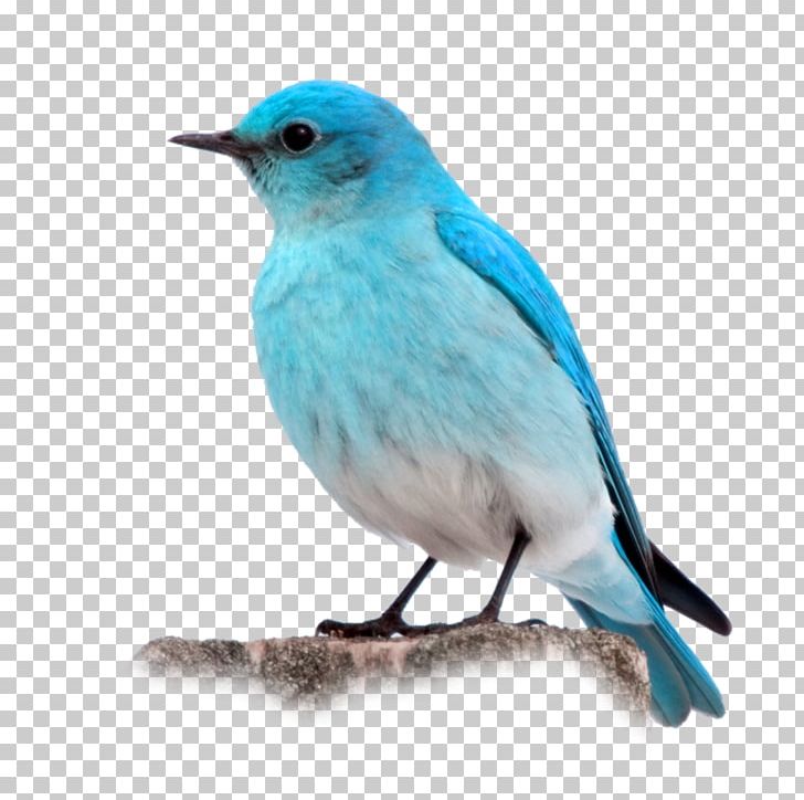 Bird Photography PNG, Clipart, Albom, Animals, Bird, Bluebird, Camera Lens Free PNG Download