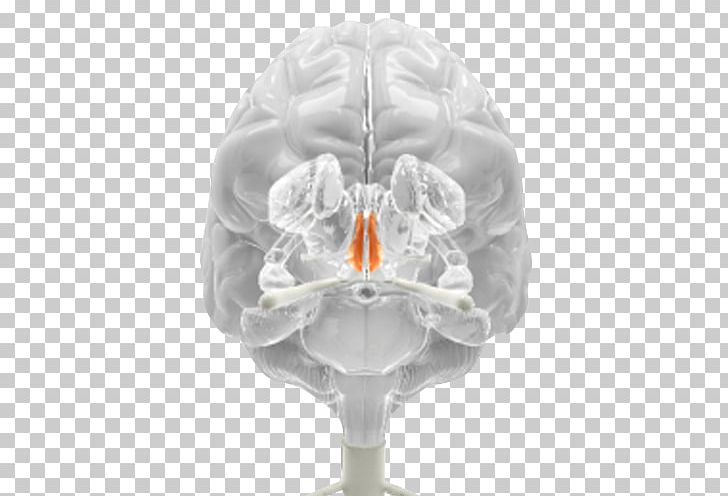 Brain Medicine Neurology PNG, Clipart, Brain, Hypothalamus, Medical, Medicine, Neurologist Free PNG Download