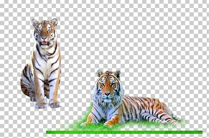 Desktop PNG, Clipart, Adobe Photoshop Elements, Adobe Systems, Animals, Big Cats, Carnivoran Free PNG Download