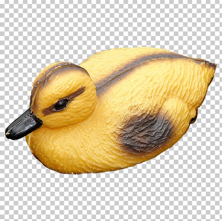 Duck Beak Animal PNG, Clipart, Animal, Animals, Beak, Bird, Decoy Free PNG Download