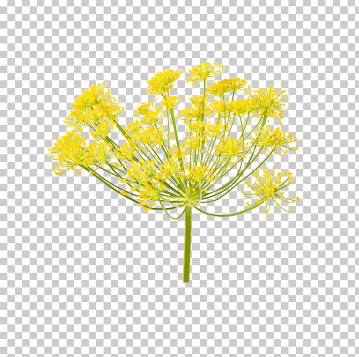 Fennel Stock Photography Ferula Communis Apiaceae PNG, Clipart, Anise, Apiaceae, Chives, Chrysanths, Cut Flowers Free PNG Download