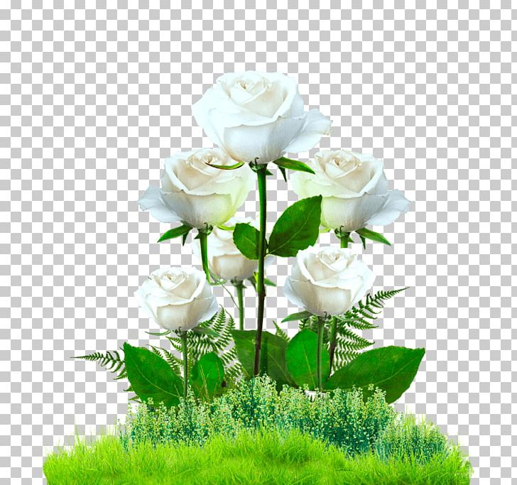 Garden Roses Cabbage Rose Europa-Rosarium PNG, Clipart,  Free PNG Download