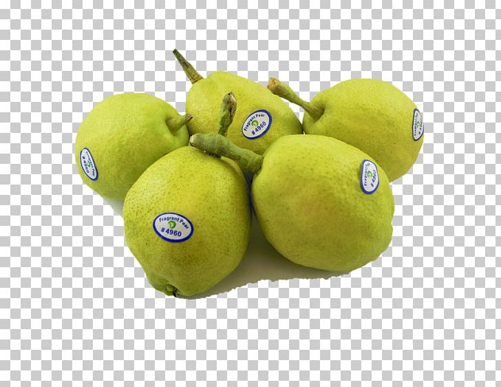 Hamburger Pear Fruit PNG, Clipart, Citrus, Encapsulated Postscript, Euclidean Vector, Food, Fresh Free PNG Download