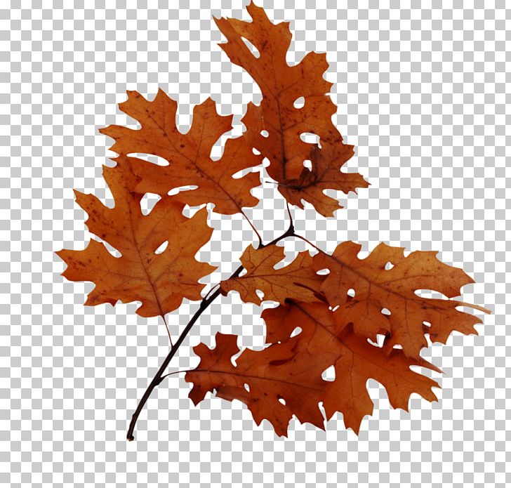 Autumn Leaf Color Portable Network Graphics PNG, Clipart, Autumn, Autumn Leaf Color, Autumn Leaves, Branch, Information Free PNG Download
