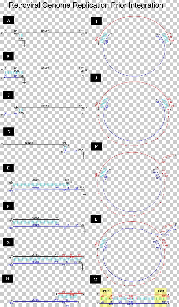 DNA Replication Retrovirus RNA Sense PNG, Clipart, Angle, Area, Circle, Diagram, Dna Free PNG Download