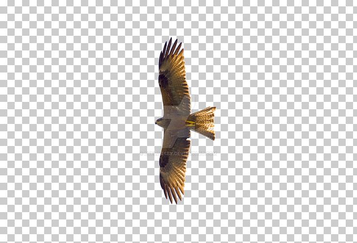 Flying Eagles PNG, Clipart, Accipitriformes, Animal, Animals, Beak, Bird Free PNG Download