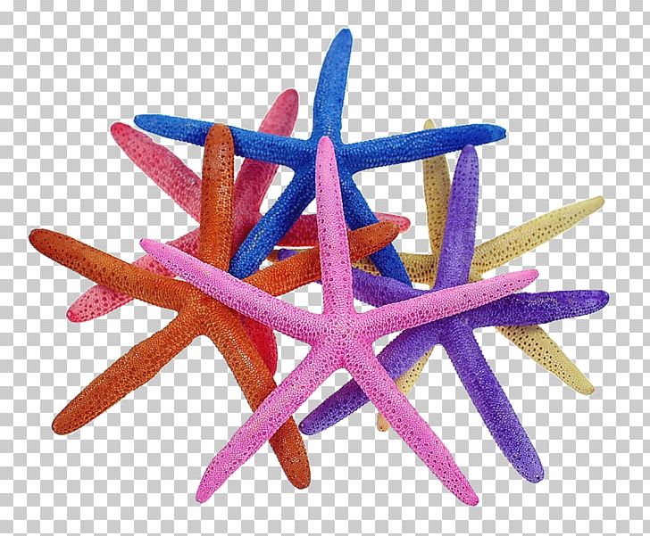 Starfish Purple Bijou Wholesale Souvenir PNG, Clipart, Animals, Bijou, Echinoderm, Empresa, Finger Pointing Free PNG Download
