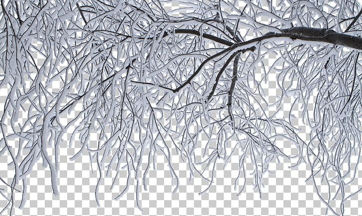 Winter Ice Frost Freezing Cold PNG, Clipart, Black And White, Branch, Christmas Snow, Cold, Freezing Free PNG Download