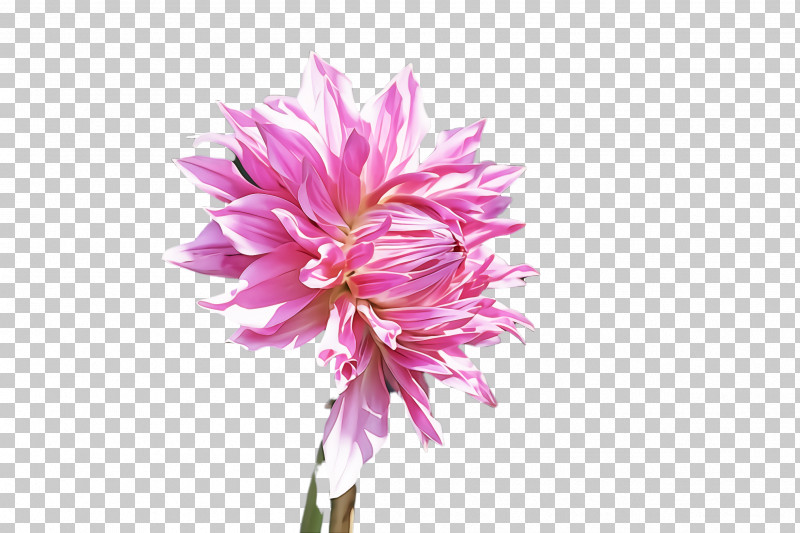 Flower Plant Pink Petal Red Clover PNG, Clipart, Cut Flowers, Flower, Perennial Plant, Petal, Pink Free PNG Download