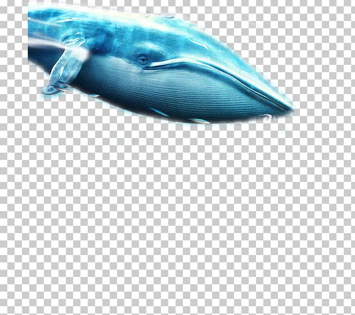 Baleen Whale Blue Whale PNG, Clipart, Animal, Animals, Aqua, Azure, Blue Free PNG Download