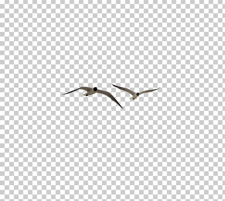 Beak Sky Seabird PNG, Clipart, Beak, Bird, Cartoon Seagull, Fauna, Flying Seagull Free PNG Download