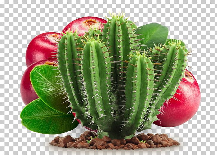 Cactaceae Barbary Fig Cactus Y Suculentas Succulent Plant PNG, Clipart, Acanthocereus Tetragonus, Apple Fruit, Cactus Vector, Cactus Y Suculentas, Fruit Free PNG Download