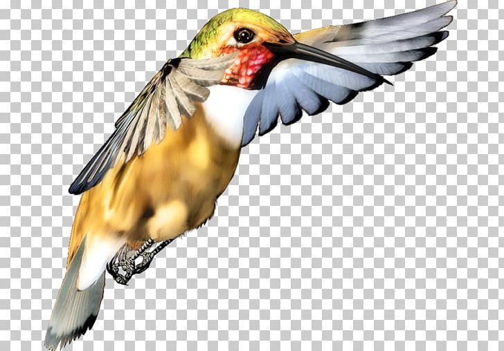 Hummingbird M Beak Finches PNG, Clipart, 13 December, Aller, Animals, Ave, Avec Free PNG Download