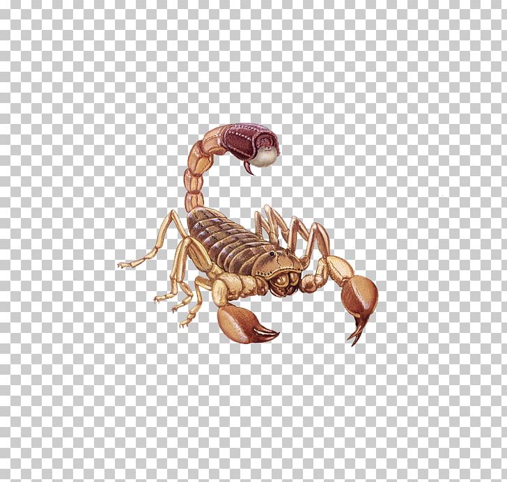 Scorpion PNG, Clipart, Animal, Arachnid, Arthropod, Avatar, Data Free PNG Download