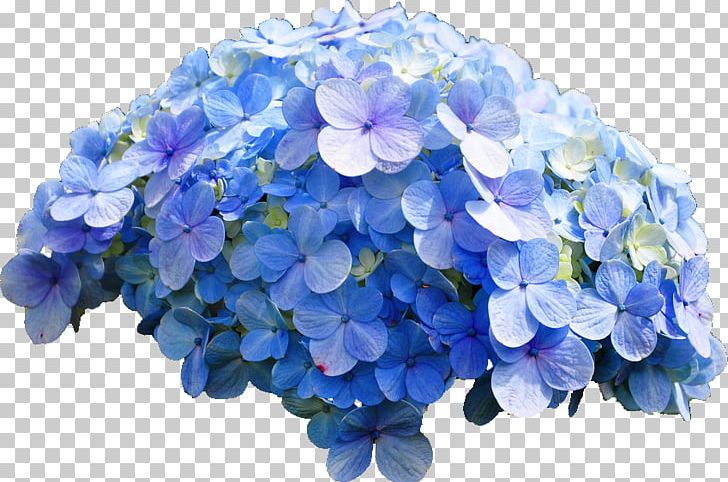 French Hydrangea Flower Blue Rose PNG, Clipart, Acid, Annual Plant, Blue, Blue Flower, Blue Rose Free PNG Download