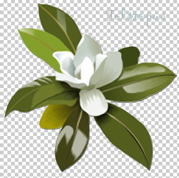 Magnolia PNG, Clipart, Blog, Clip Art, Creative Market, Drawing, Flower Free PNG Download