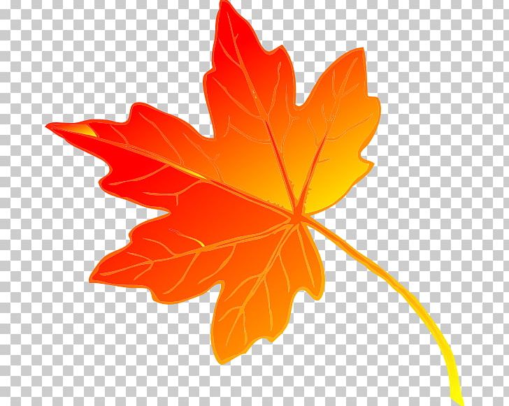Sugar Maple Maple Leaf Green PNG, Clipart, Autumn, Computer Icons, Flowering Plant, Free Content, Green Free PNG Download