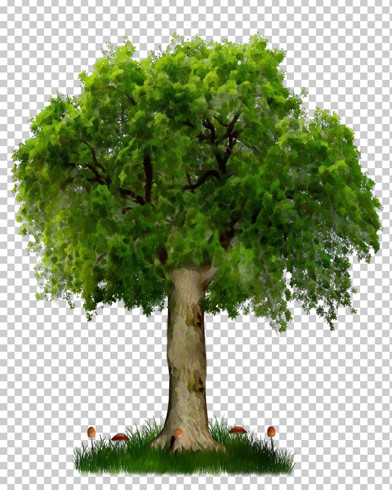 Arbor Day PNG, Clipart, Arbor Day, Branch, California Live Oak ...