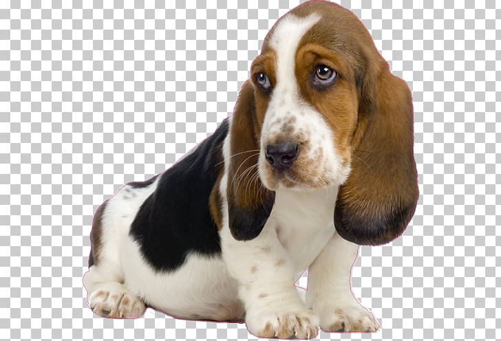 Basset Hound Basset Artésien Normand Puppy Beagle Bluetick Coonhound PNG, Clipart, Basset Artesien Normand, Basset Hound, Beagle, Black And Tan Coonhound, Bloodhound Free PNG Download