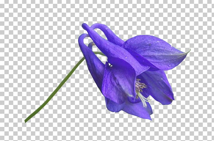 Flower Blue Photography PNG, Clipart, Art, Bellflower Family, Blue, Cut Flowers, Deviantart Free PNG Download