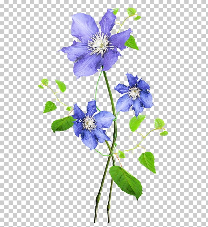 Flower Floral Design Watercolor Painting Botanical Illustration PNG, Clipart, Art, Bellflower Family, Blue, Botanical Illustration, Chicory Free PNG Download