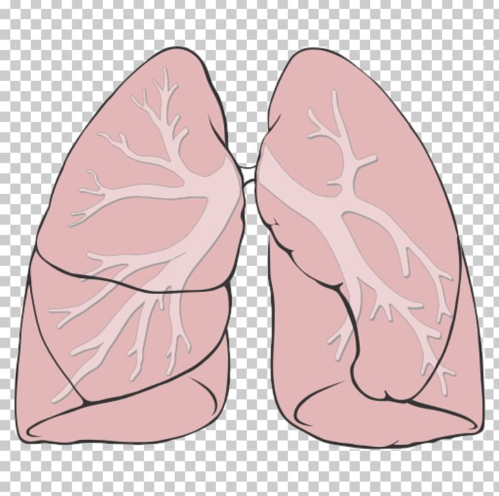 Lung Respiratory System Anatomy Respiratory Tract Diagram PNG, Clipart, Anatomy, Breath, Breathing, Calculator, Diagram Free PNG Download