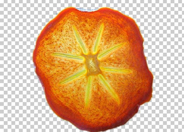 Tangerine Mandarin Orange Clementine Tangelo Rangpur PNG, Clipart, Bitter Orange, Blood Orange, Building, Calabaza, Citrus Free PNG Download