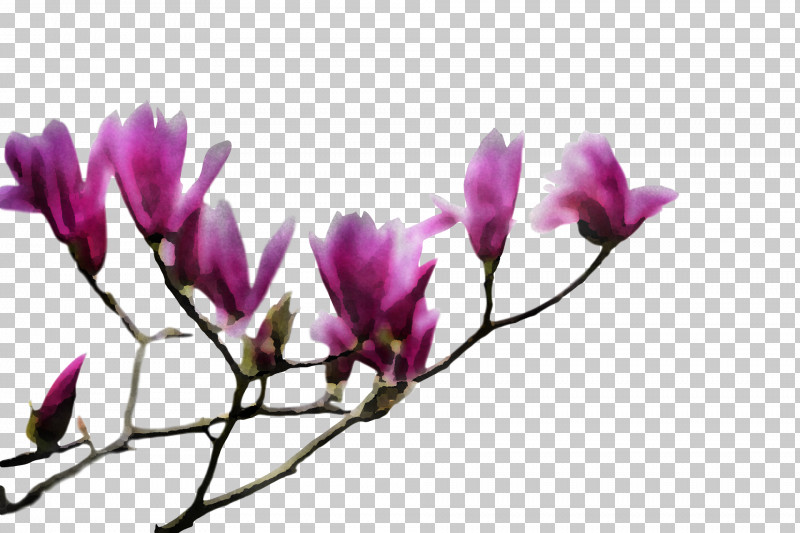 Spring Flower Spring Floral Flowers PNG, Clipart, Branch, Chinese Magnolia, Crocus, Cyclamen, Flower Free PNG Download