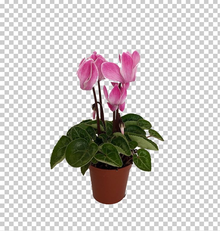 Cyclamen Flowerpot Houseplant PNG, Clipart, Color, Cut Flowers, Cyclamen, Flower, Flowering Plant Free PNG Download