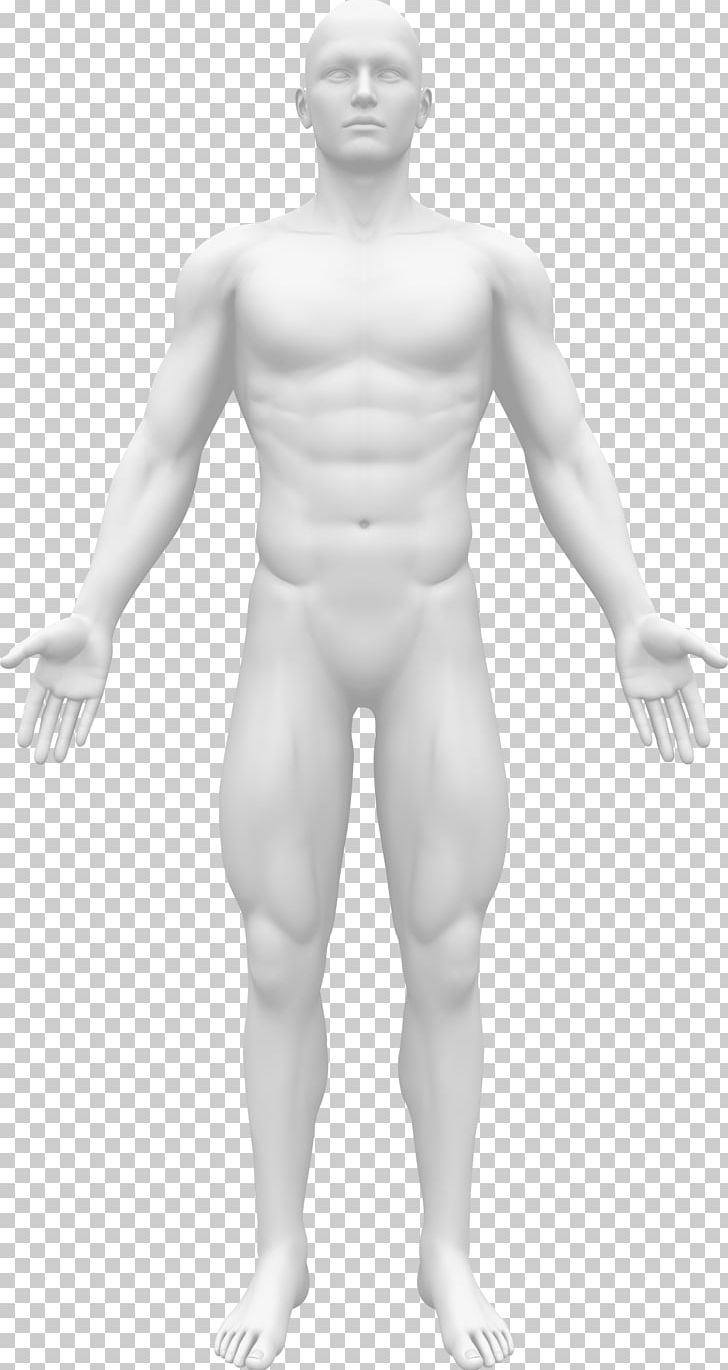 Human Body Human Anatomy Human Skeleton Stock Photography PNG, Clipart, Abdomen, Anatomy, Arm, Body Man, Classical Sculpture Free PNG Download