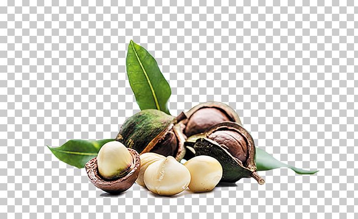 Macadamia Oil Nut Almond PNG, Clipart, Almond, Cashew, Commodity, Dried Fruit, Follicle Free PNG Download