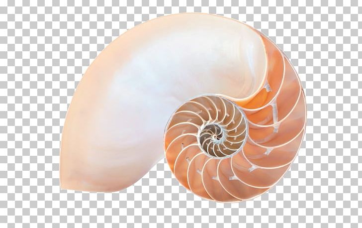 Chambered Nautilus Ageless Soul: The Lifelong Journey Toward Meaning And Joy Stock Photography PNG, Clipart, Alamy, Chambered Nautilus, Depositphotos, Fibonacci, Invertebrate Free PNG Download