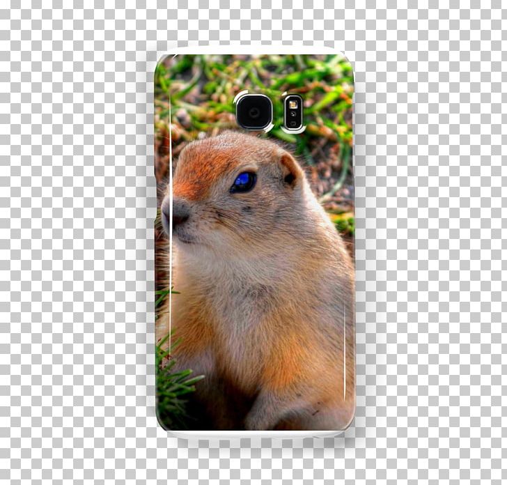 Chipmunk Prairie Dog Richardson's Ground Squirrel Fauna PNG, Clipart,  Free PNG Download