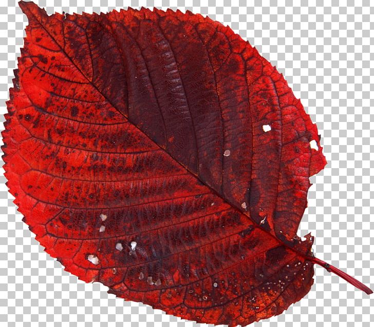 Photography Leaf Autumn PNG, Clipart, Akiba, Autumn, Autumn Leaf Color, Depositphotos, Download Free PNG Download