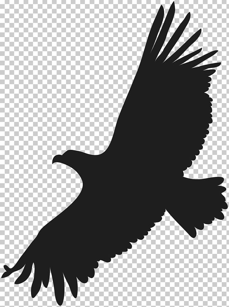 Bald Eagle PNG, Clipart, Accipitriformes, Bald Eagle, Beak, Bird, Bird Of Prey Free PNG Download