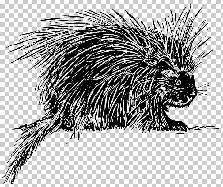 Hedgehog Porcupine Drawing PNG, Clipart, Animals, Beaver, Black And White, Cape Porcupine, Carnivoran Free PNG Download