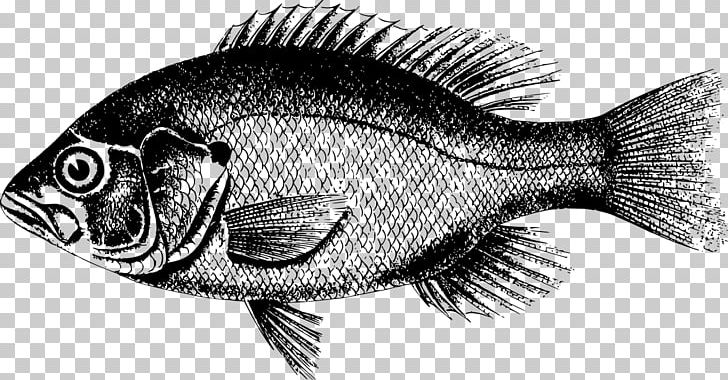 Northern Red Snapper Freshwater Fish Fresh Water Tamsui Old Street PNG, Clipart, Animal, Animals, Black And White, Carp, Drawing Free PNG Download