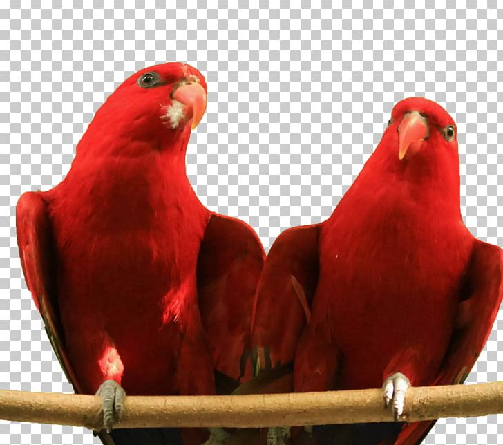 Parrot Lovebird Red Lories And Lorikeets Parakeet PNG, Clipart, Animals, Beak, Bird, Birds, Common Pet Parakeet Free PNG Download