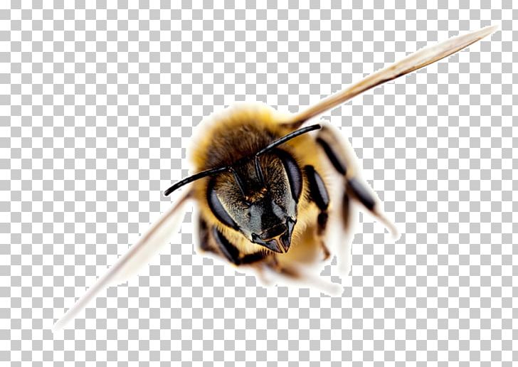 Western Honey Bee Africanized Bee Science Beehive PNG, Clipart, Africanized Bee, Andrena, Animal, Animal Cognition, Arthropod Free PNG Download