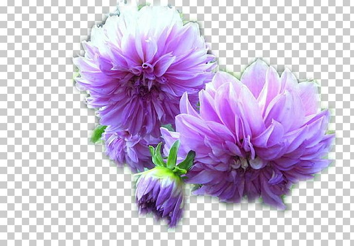 Dahlia Cut Flowers Lunar Calendar Plant PNG, Clipart, Annual Plant, Aster, Calendar, Chrysanthemum, Chrysanths Free PNG Download